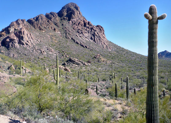 Tall saguaro; view east towards Cat Mountain