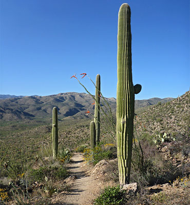 Douglas Spring Trail, Saguaro National Park, Arizona