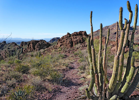 Organ pipe cactus by the trail to Mt Ajo