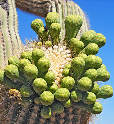 Organ Pipe Cactus National Monument, Sonoran Desert
