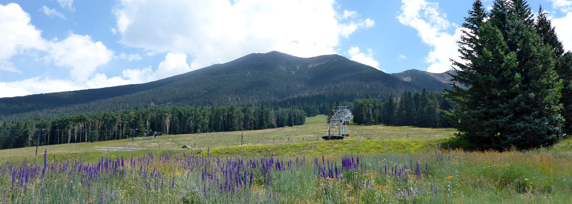 Lupine in a meadow, high in the San Francisco Peaks