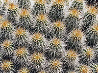 Echinocereus cacti