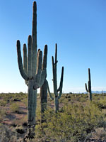 Line of saguaro