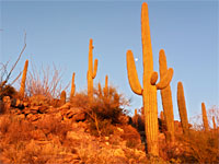 Setting sun on saguaro