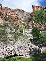 Saguaro near the creek