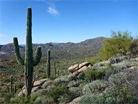 Saguaro and boulders