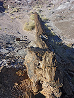Roots of a petrified trunk