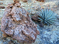 Agave, and a rock