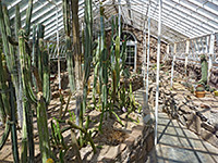 Cactus greenhouse