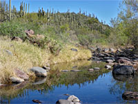 Saguaro hill