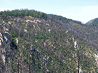 Coronado National Forest