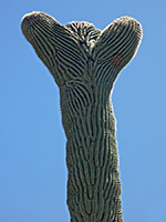 Cristate saguaro