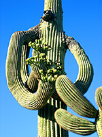 Curly saguaro branches