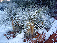 Snow-covered soaptree yucca
