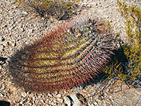 Leaning Sonoran barrel cactus