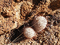 Two small fishhook cactus stems