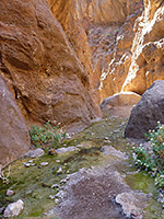 Goldstrike Canyon