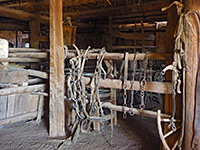Harnesses in the barn