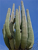 Saguaro branches