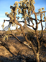 Aged specimen of hanging chain cholla