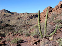 Three-branched organ pipe