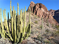Large organ pipe cactus