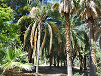 Grove of palm trees