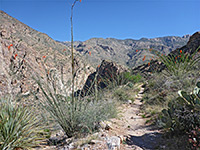 Ocotillo beside the path