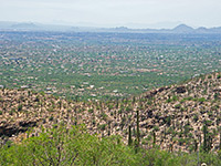 Saguaro foothills