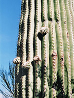 New saguaro branches