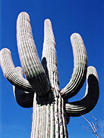 A tall saguaro