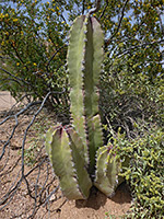 Young senita cactus