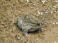 Sonoran Desert toad