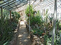 Succulent greenhouse
