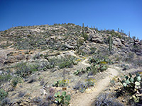 Saguaro and opuntia