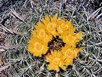 Yellow flowers of Arizona barrel cactus