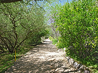 Tree-lined path