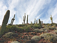 Saguaros above the path