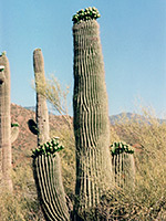 Wavy-ribbed saguaro
