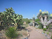 Opuntia and yucca
