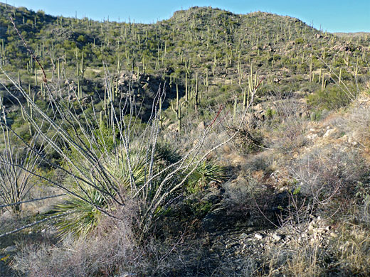 Ocotillo and saguaro, along the Alamo Springs Trail