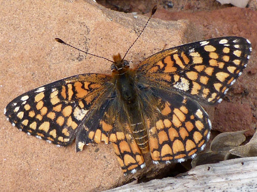 Arizona checkerspot butterfly