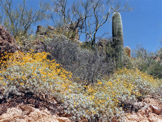 Photographs of Bartlett Reservoir