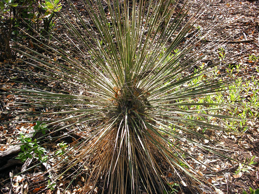 Soaptree yucca in Boynton Canyon