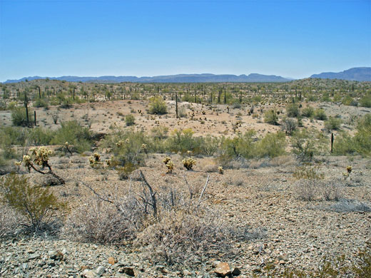 Cactus desert in Cabeza Prieta NWR