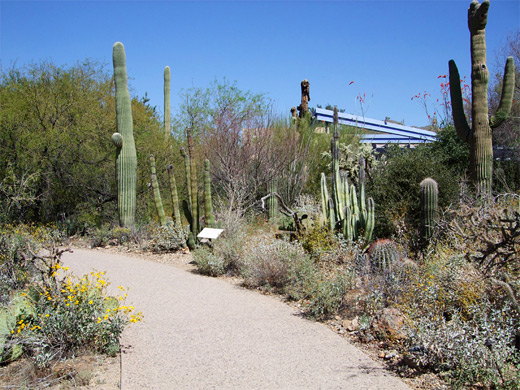 Path through the cactus garden