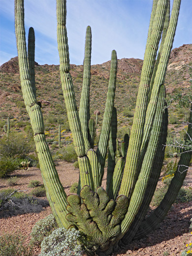 Multi-stemmed organ pipe cactus