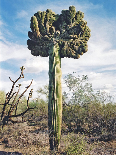 Mile 18: cristate saguaro