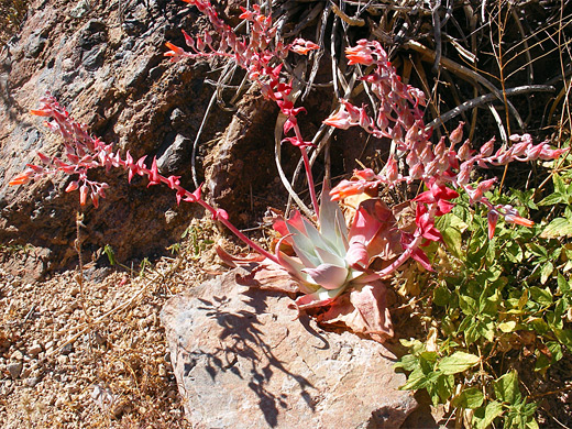 Chalk Liveforever; Pinkish red flower stalks of dudleya pulverulenta ssp arizonica, at Organ Pipe Cactus National Monument, Arizona