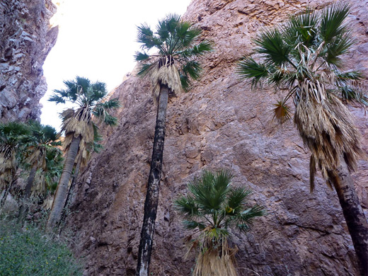 Elongated grove of California fan palms